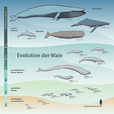 Infografik Wale