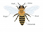 Körperbau Biene