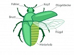 Körperbau Käfer