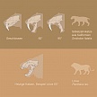 Vergleich Kieferöffnung Säbelzahnkatze/Löwe